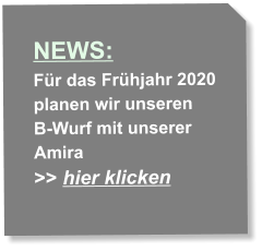 NEWS: Für das Frühjahr 2020  planen wir unseren B-Wurf mit unserer  Amira >> hier klicken  